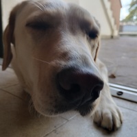 Avatar Utente