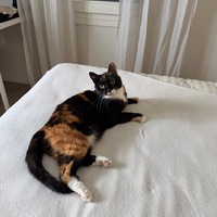 Avatar Giocatore