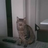 Avatar Utente