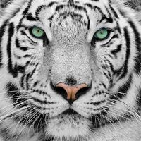Avatar Utente