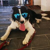 Avatar Giocatore