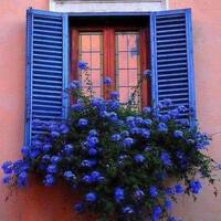 Avatar Utente